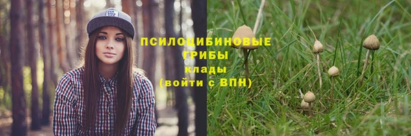 шишки Аркадак